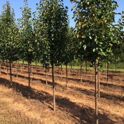 2 Inch October Glory Maple