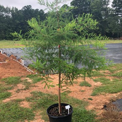 Bald Cypress 15 Gallon Tree
