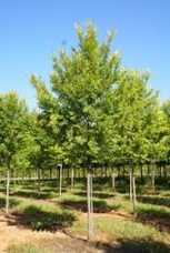 Bosque - Chinese Elm