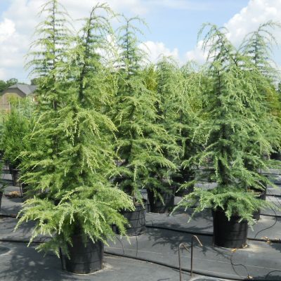 Deodar Cedar 15 Gallon Trees