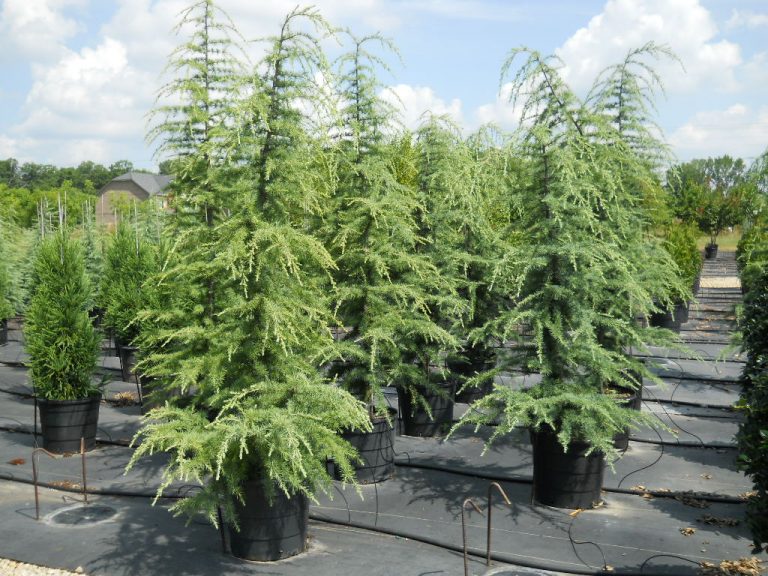 Deodar Cedar 15 Gallon Trees