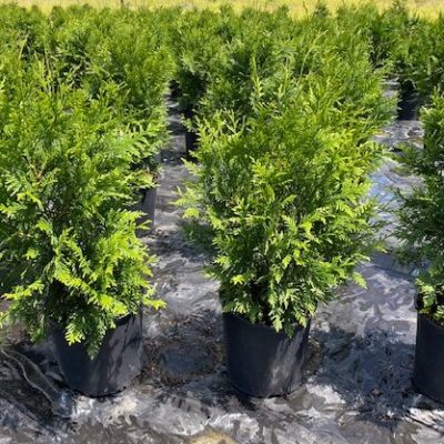 Green Giant Arborvitae 3 Gallon Tree