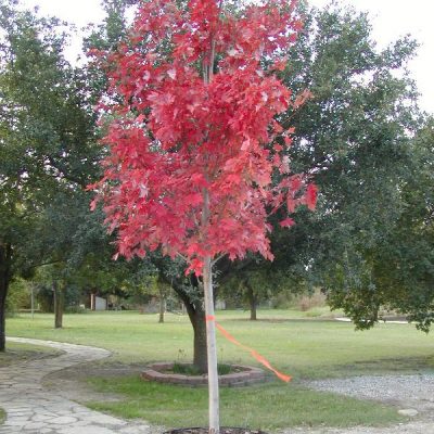 Red Maple 30 Gallon