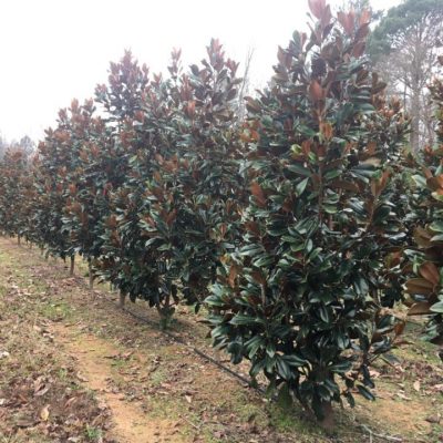 D D Blanchard Magnolia 10 Foot