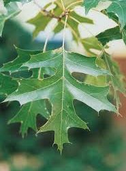 Pin Oak