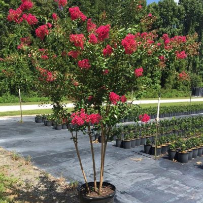 Tuscarora Crape Myrtle Prices