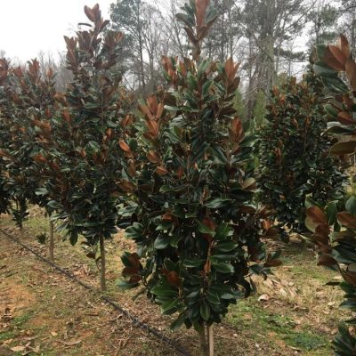DD Blanchard Magnolia 8 Foot