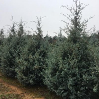 Carolina Sapphire 10 Foot
