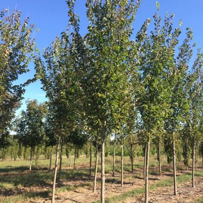 Princeton Elm 15 Gallon
