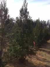 Cryptomeria 12 Foot - Special