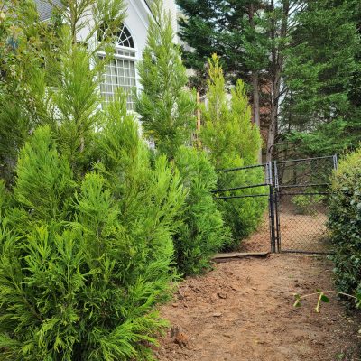 Cryptomeria 8 foot