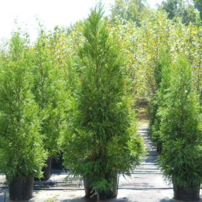 Privacy Trees
