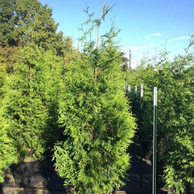 Green Giant Arborvitae 30 Gallon Tree