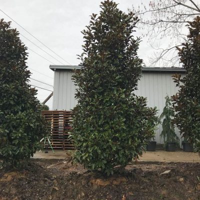 Evergreen Trees