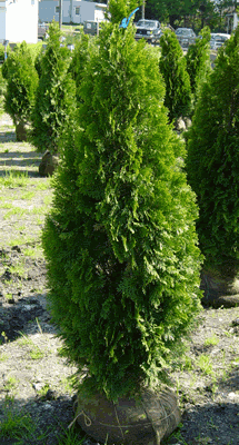 Emerald Green Arborvitae 7 Gallon