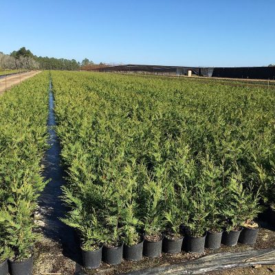 Leyland Cypress 1 Gallon