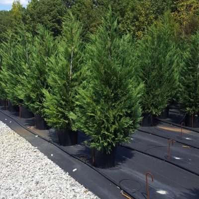 Leyland Cypress 15 Gallon Tree