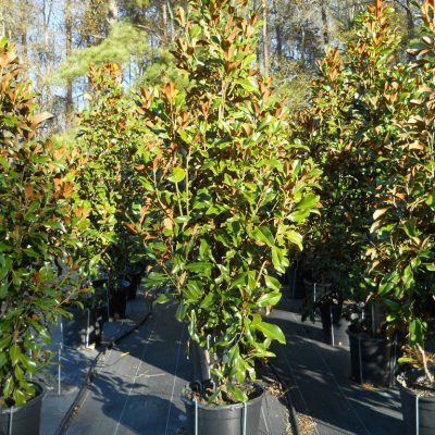 Magnolia 15 Gallon Tree
