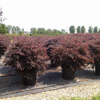 Shrubs