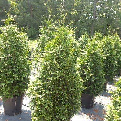 Green Giant Arborvitae 15 Gallon
