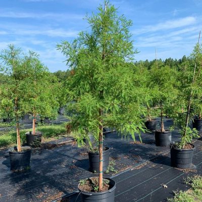 Bald Cypress 15 Gallon