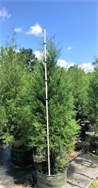 Eastern Red Cedar 15 Gallon