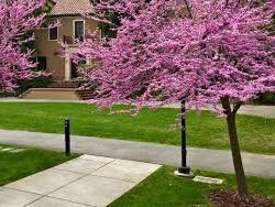 Redbud Tree