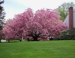 Okame Cherry Tree 15 Gallon