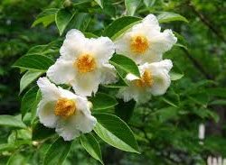 Stewartia