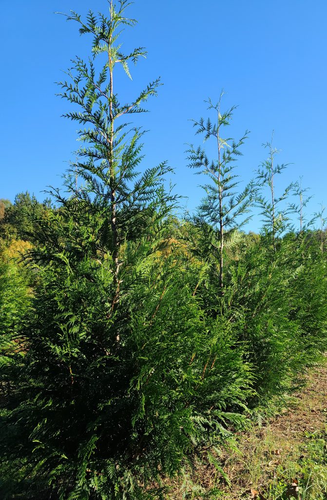 Green Giant Arborvitae 8 Foot Tall