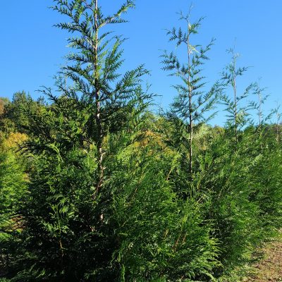 Green Giant Arborvitae 8 Foot Tall